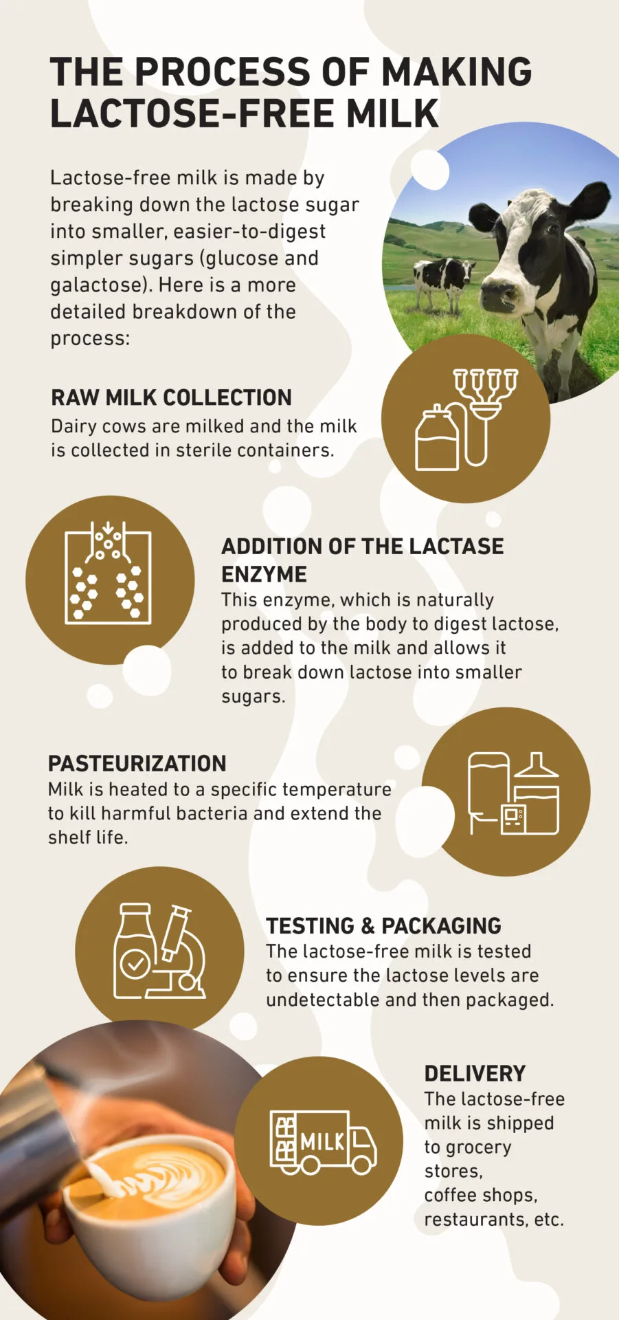 Step-by-step infographic showing the lactose-free milk manufacturing process from raw milk collection through enzyme addition, pasteurization, testing, packaging, and wholesale delivery to foodservice distributors.