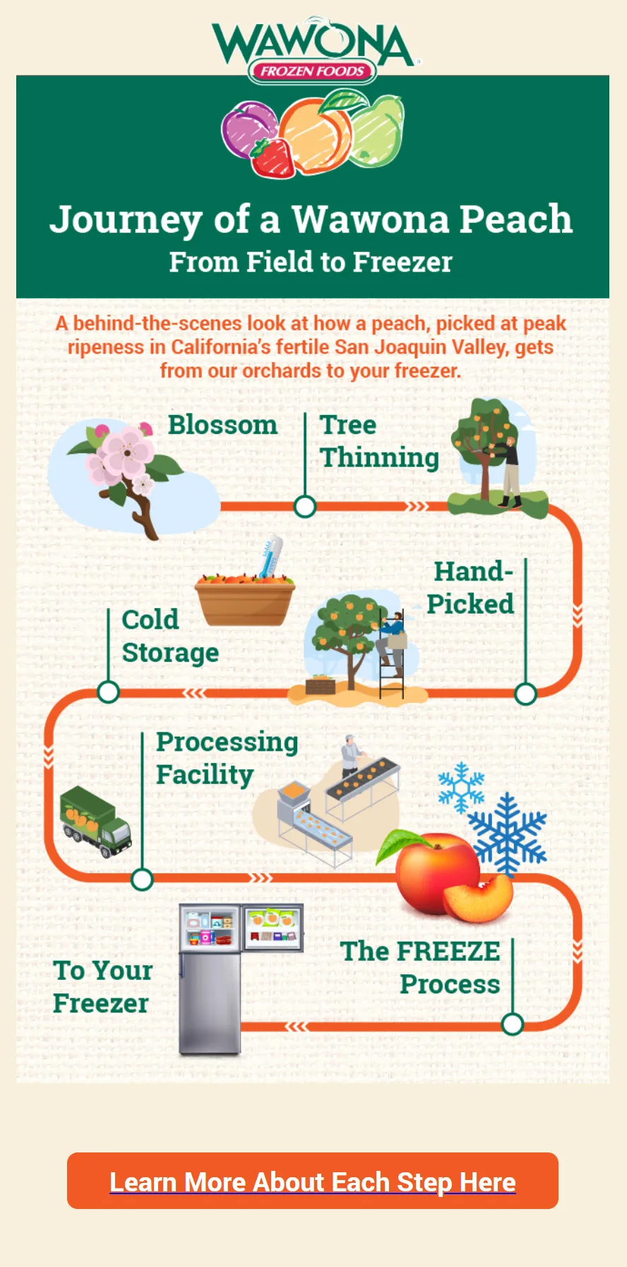 Infographic showing Wawona's frozen peach production process from California orchards through blossom, tree thinning, hand-picking, cold storage, processing facility, and freezing for foodservice distribution.